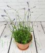 English Lavender         