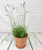 English Lavender 2025