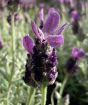 Butterfly lavender close up