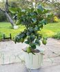 Large Lemon Tree         