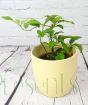Baby lemon Volkamer