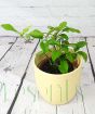 Baby lemon tree