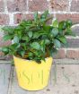 Lemon Meyer Bush green fruits