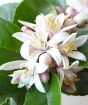 Scented Lemon Meyer Flowers