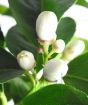 Closeup of lemon buds