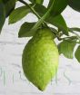 Ripening lemon fruit