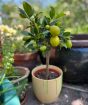 Lemon Lyvia Patio 2025