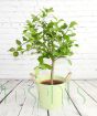 Large Lemon Tree with small green fruits