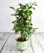 Large lemon tree with yellow fruit