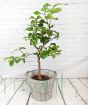 Large Lemon Tree         