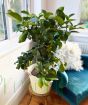 Large Lemon Tree         