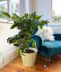 Large Lemon Tree         