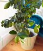 Large Lemon Tree         