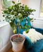 Large Lemon Tree         