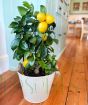 Large Lemon Meyer Trellis