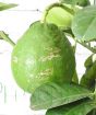 Lemon Lipo               