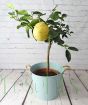 Lemon Lipo in Blue Pail