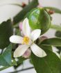 Close up of young fruit and flowers