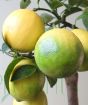 Ripening Fruit