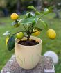 Lemon Meyer              