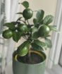 Lemon Meyer with green fruit