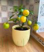 Lemon Meyer              