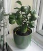 Lemon Meyer Green fruits sept 2025