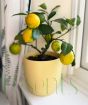 Lemon meyer