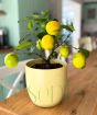 Lemon Meyer:  small bush with ripening fruits