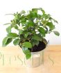 Lemon Meyer Bush