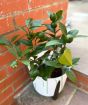 
Lemon Meyer Bush Patio