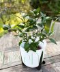 Lemon Meyer Bush