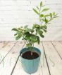 Lemon Meyer Bush