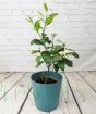 Lemon Meyer Bush