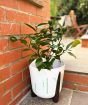 Lemon Meyer Bush