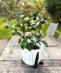 Lemon Meyer Bush