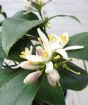 Lemon Meyer Bush
