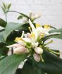 Lemon Meyer blossom