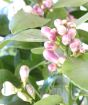 Lemon Meyer Flower Buds