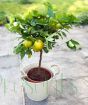 Large Lemon Meyer        