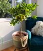 Large Lemon Meyer Tree with ripening fruits