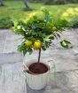 Large Lemon Meyer        