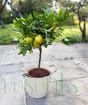 Large Lemon Meyer Tree on Patio