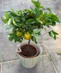 Large Lemon Meyer        