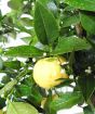 Yellow lemon pursha fruit and flowers