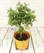 Large Lemon Pursha