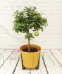 Large Lemon Pursha             
