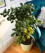 Sicilian Lemon