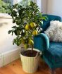 Sicilian Lemon