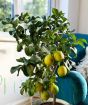 Sicilian Lemon